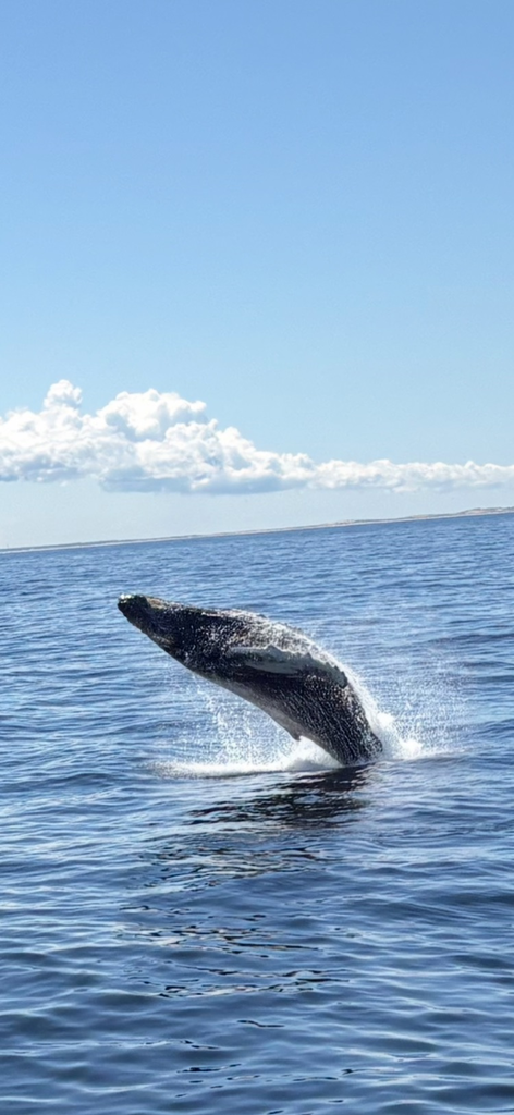 Whale Watch