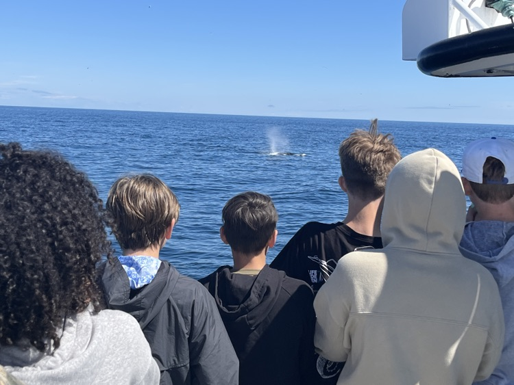Whale Watch