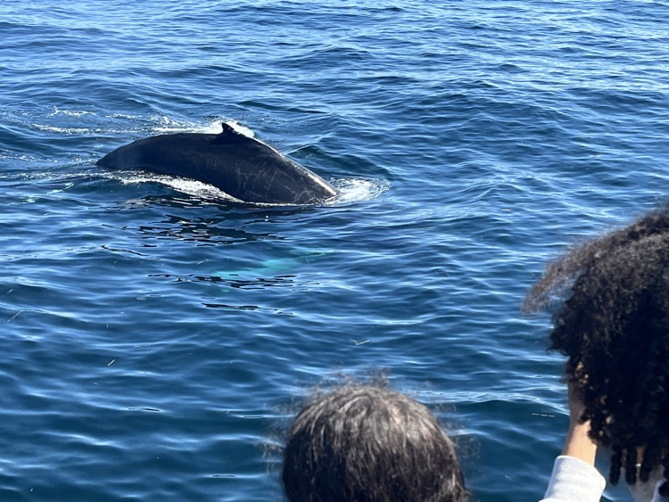 Whale Watch