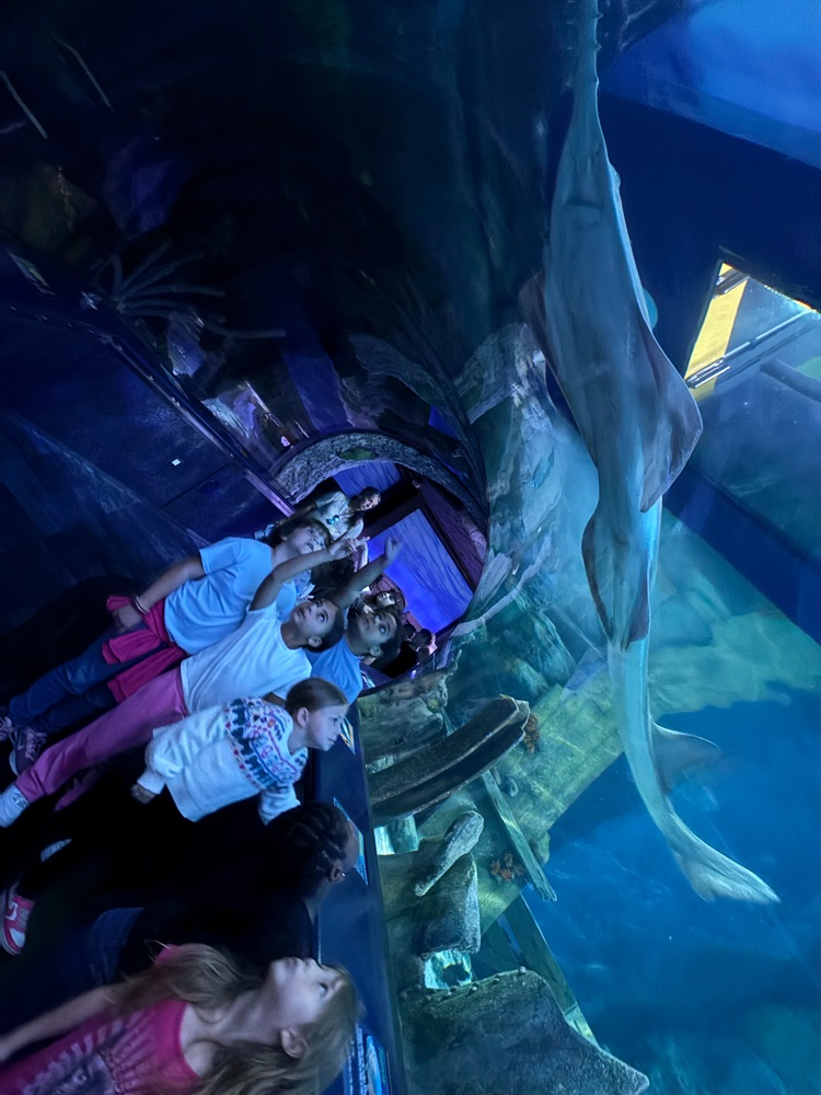 Field Trip to Ripley’s Aquarium: Ocean & Coral Reef Study