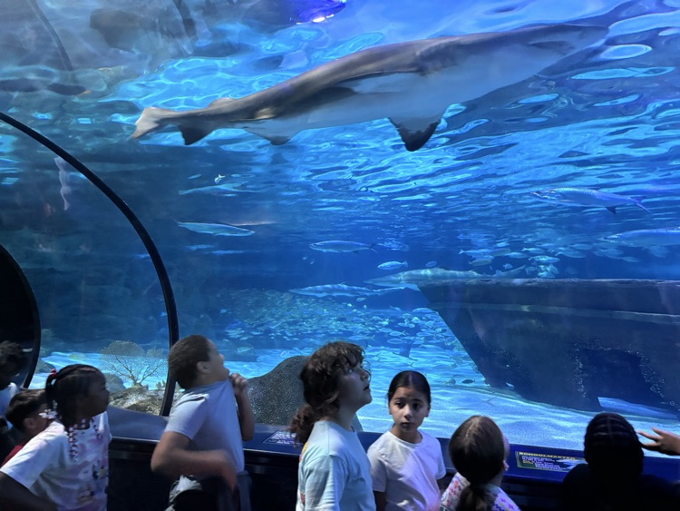 Field Trip to Ripley’s Aquarium: Ocean & Coral Reef Study