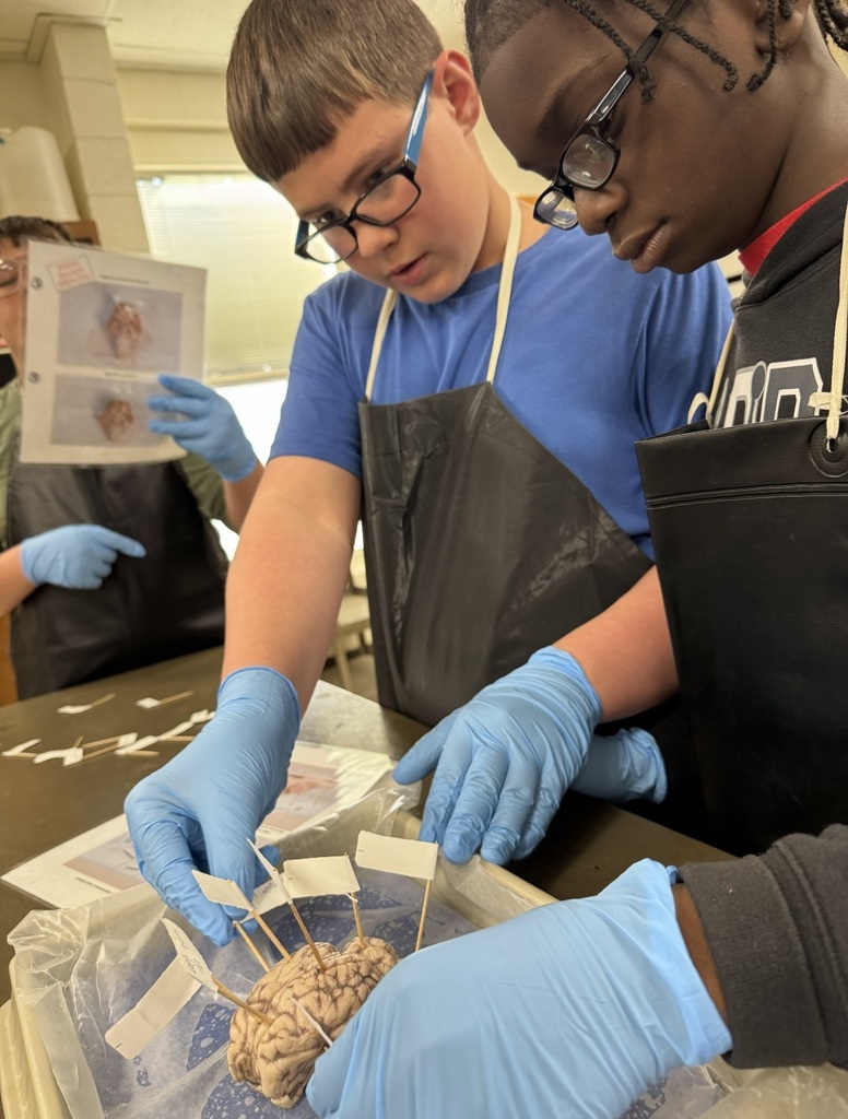 Students label parts of the sheep brain.