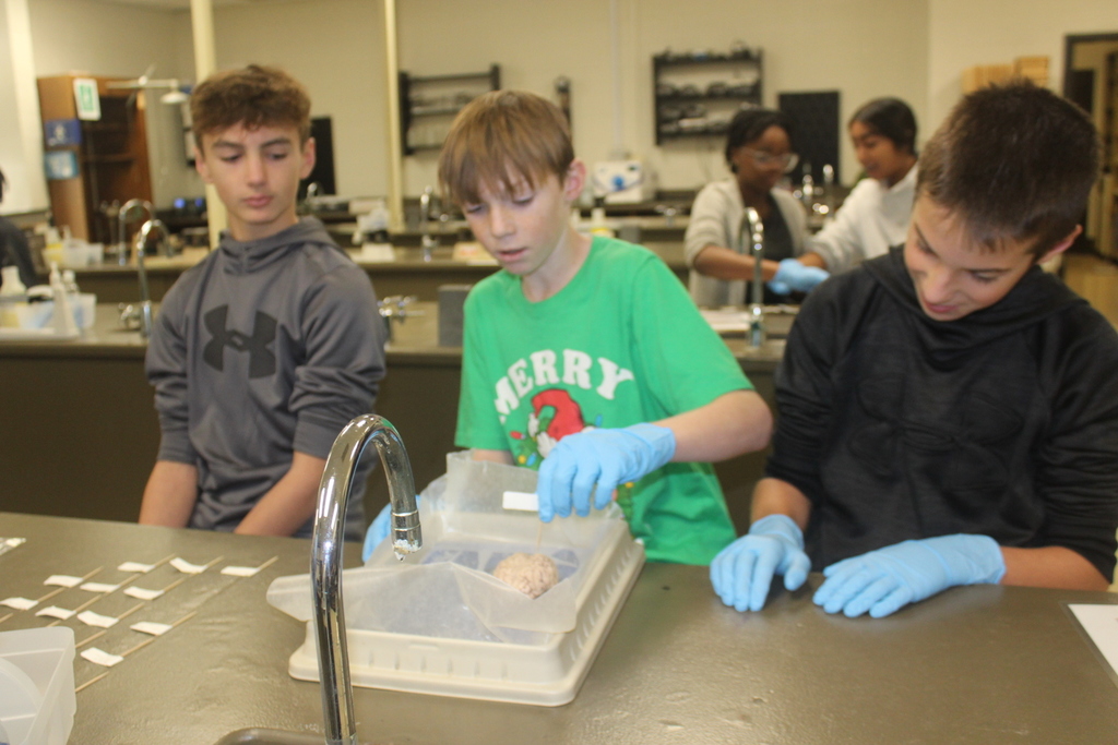 Students label parts of the sheep brain.