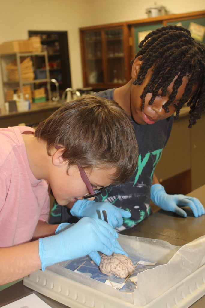 Students dissect the sheep brain.