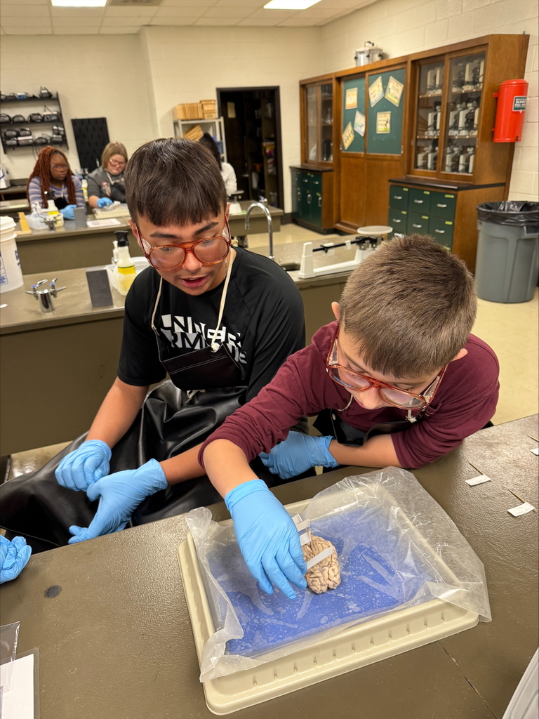 Students label parts of the sheep brain.