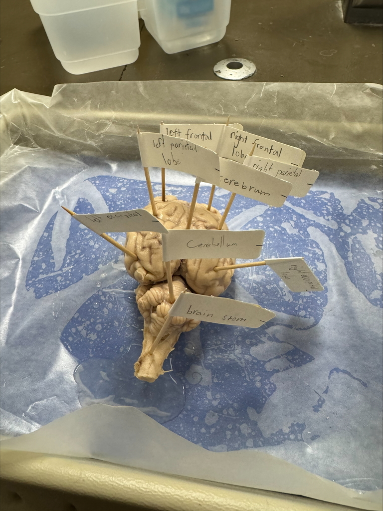 Labeled parts of the sheep brain.