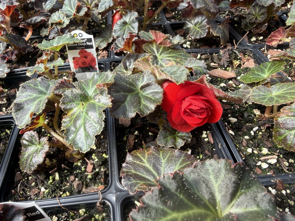 Plant for sale at FFA spring sale starting April 1st 