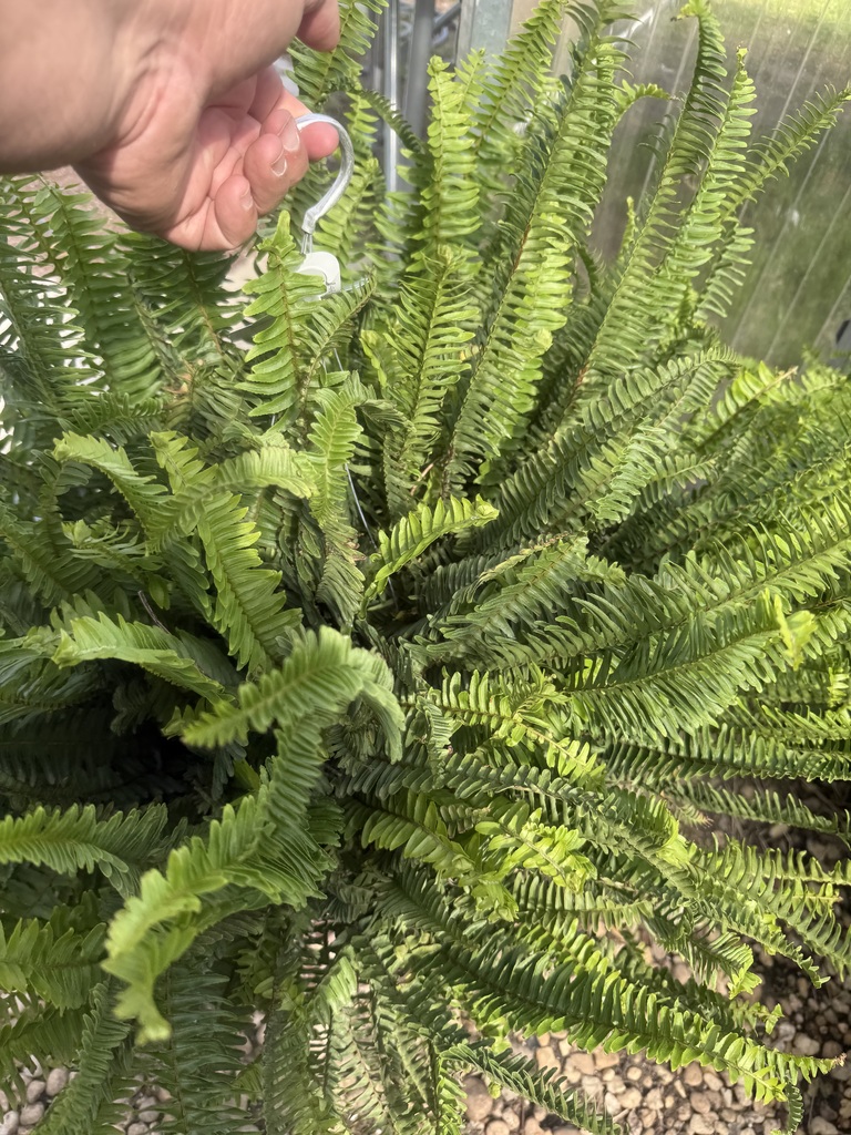 Plant for sale at FFA spring sale starting April 1st 