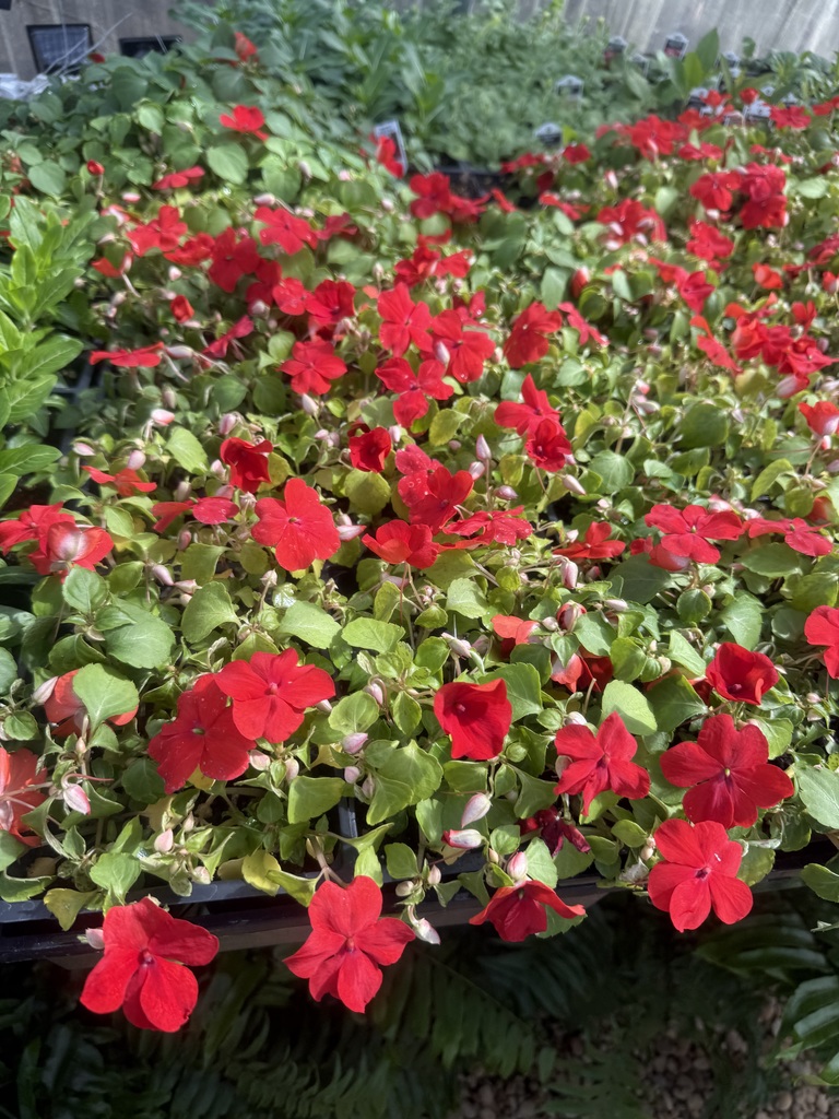 Plant for sale at FFA spring sale starting April 1st 