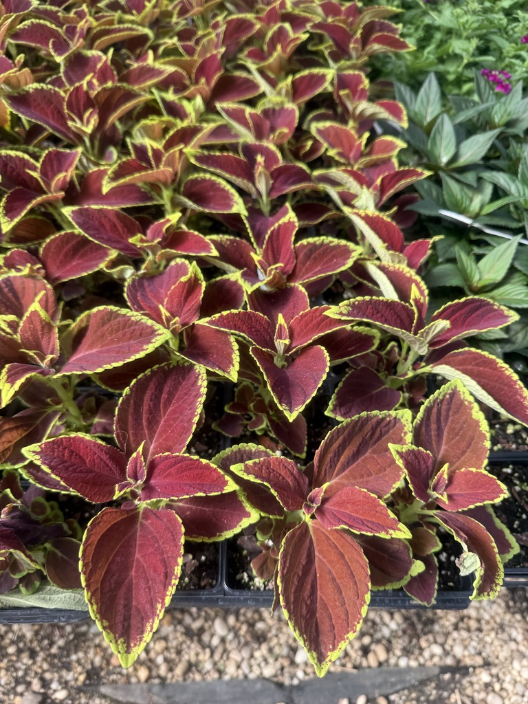 Plant for sale at FFA spring sale starting April 1st 