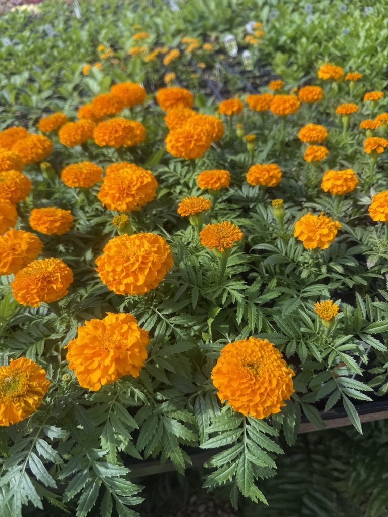 Plant for sale at FFA spring sale starting April 1st 