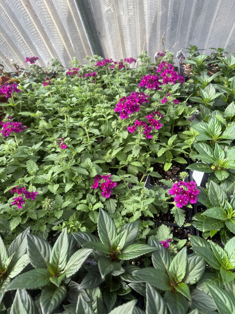 Plant for sale at FFA spring sale starting April 1st 