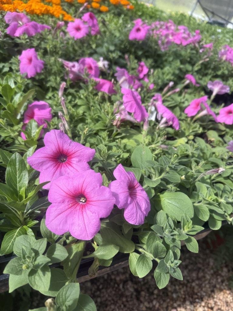 Plant for sale at FFA spring sale starting April 1st 