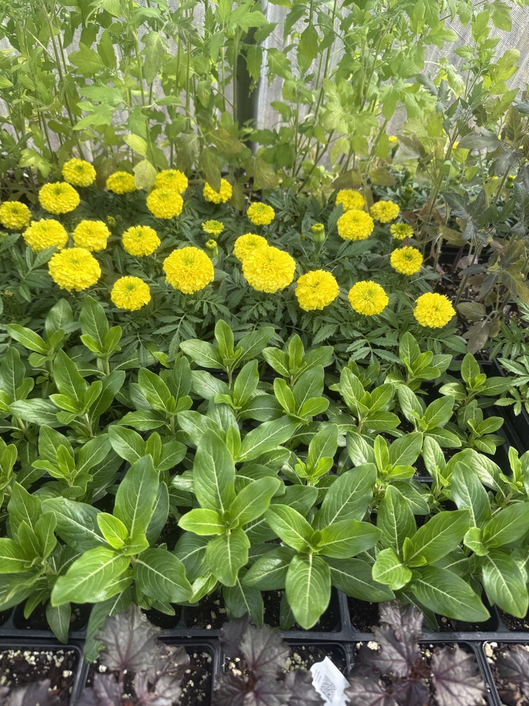 Plant for sale at FFA spring sale starting April 1st 