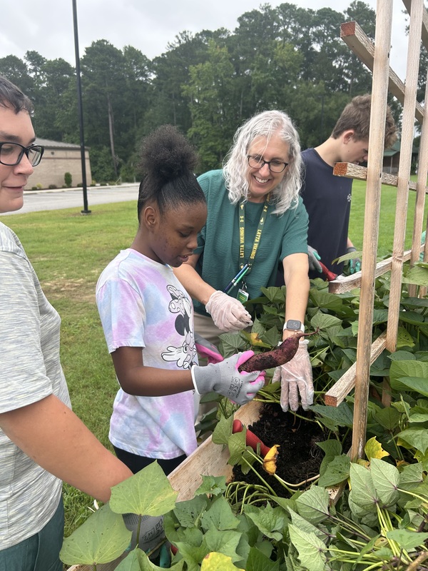Harvesting sweet potatoes with Mrs. Brigman