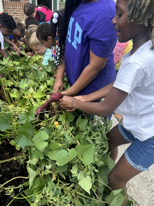 harvesting sweet potatoes