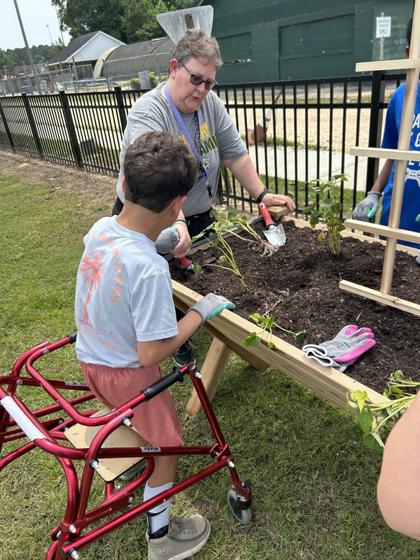planting sweet potatoes