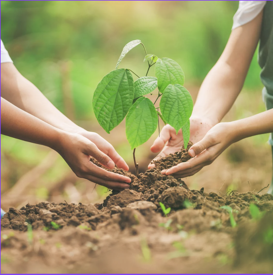Two pairs of hands planing a tree together