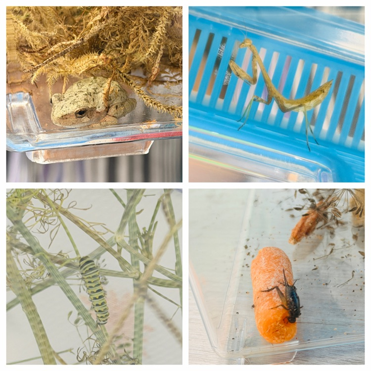 Mrs. Hiett’s 2nd grade classroom pets 