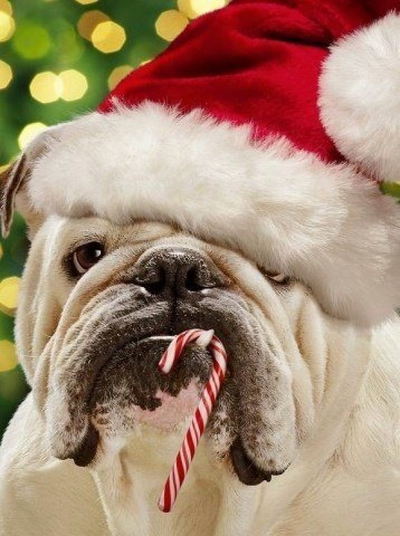 Bulldog Candycane