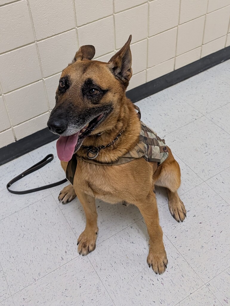 K-9 Dylan