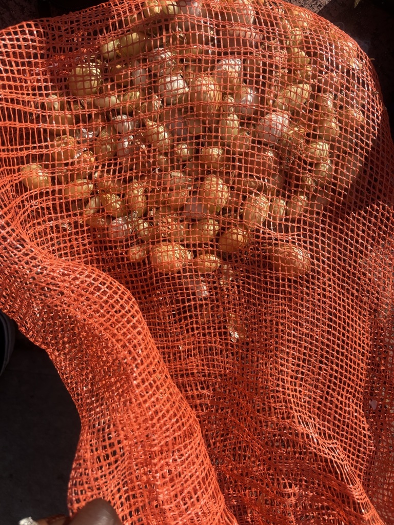 MLMS garden club starts up!