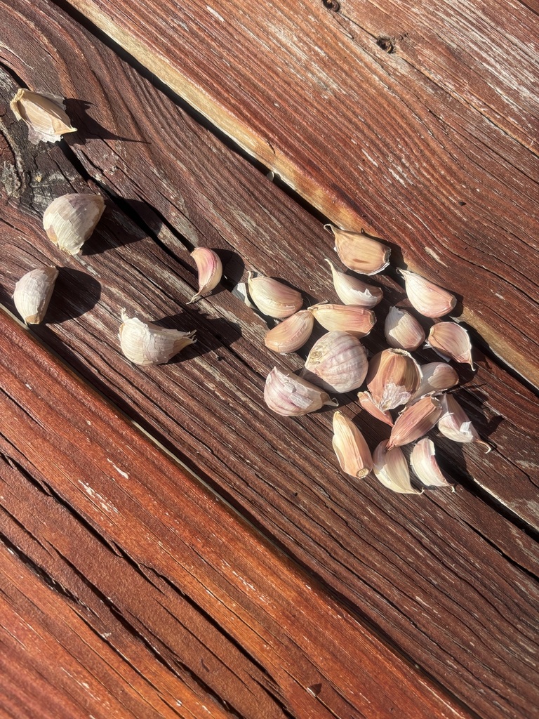 MLMS garden club starts up!