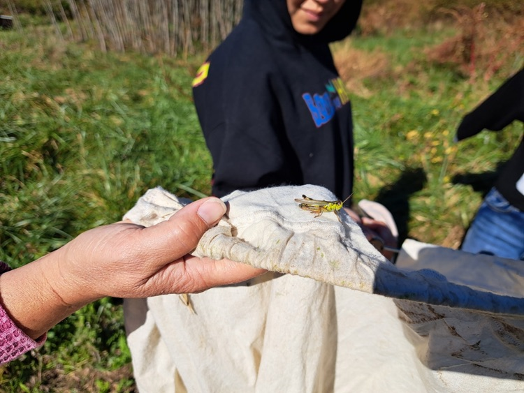 MLMS at Pickering creek