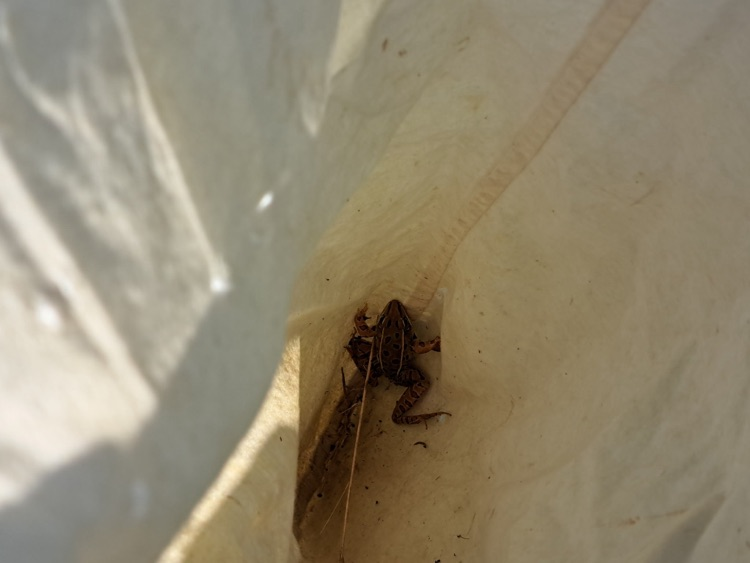 MLMS at Pickering creek