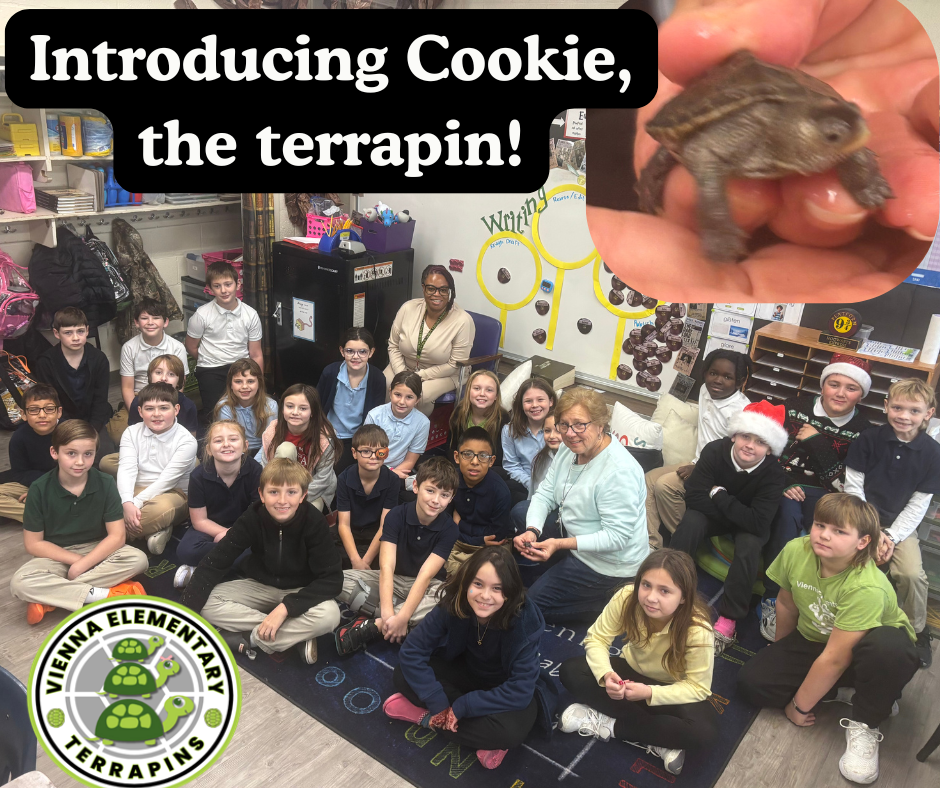 Meet Cookie the terrapin