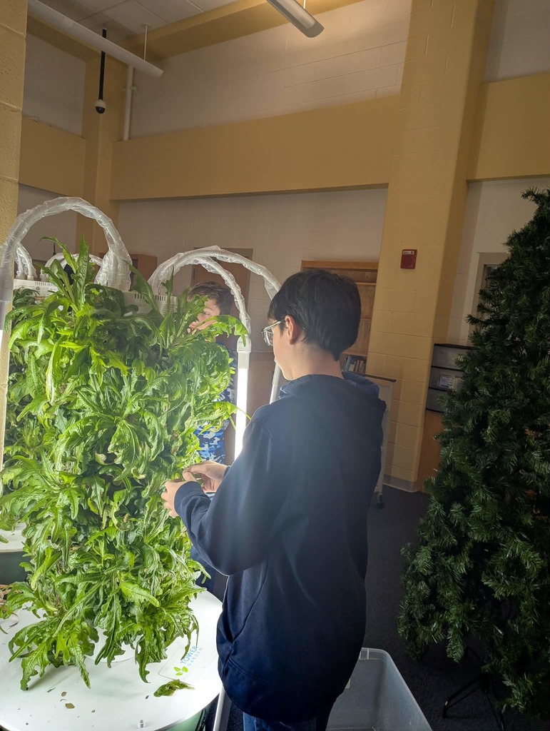 Lettuce in Media Center