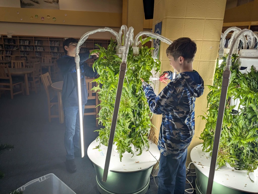 Lettuce in Media Center