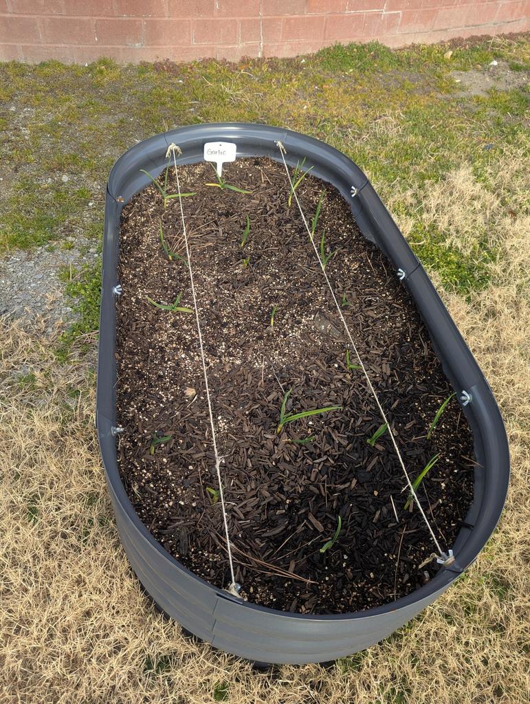 MLMS garden club hard at work