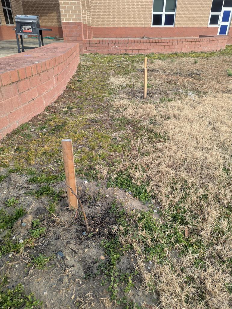 MLMS garden club hard at work