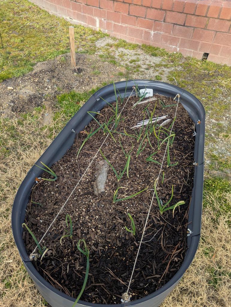 MLMS garden club hard at work