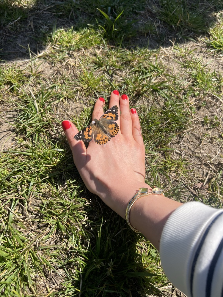 butterfly