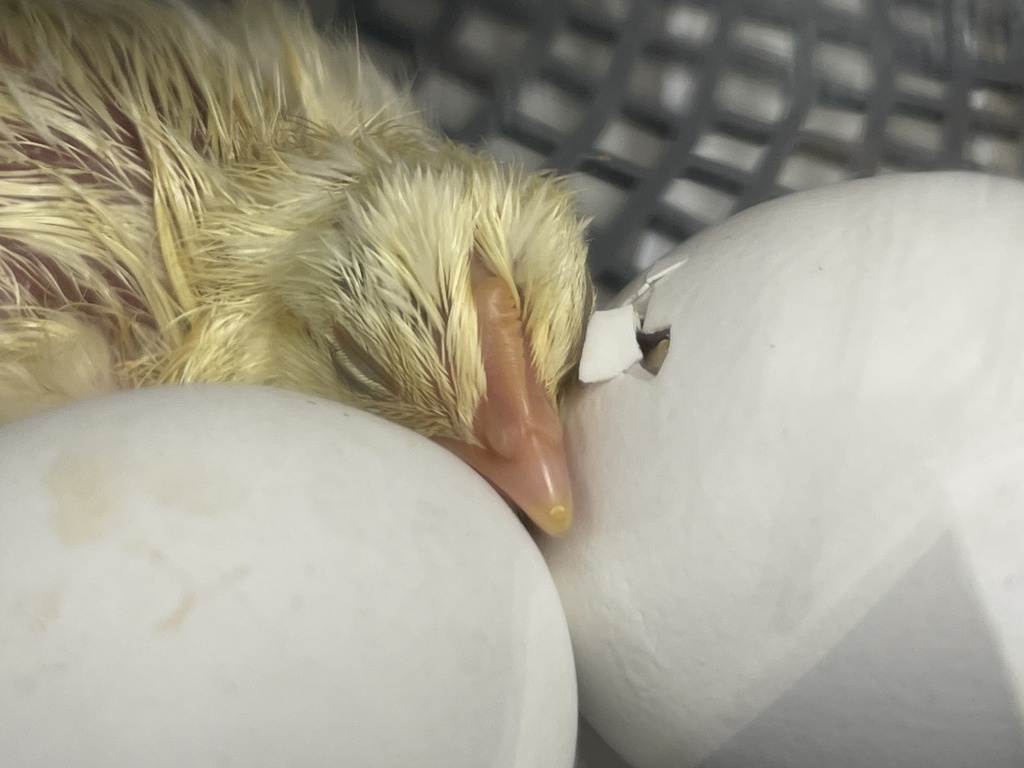 one chick working his way out