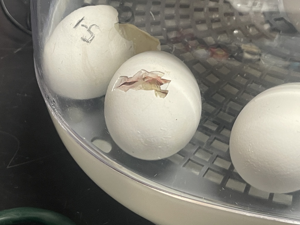 newest members of MLMS...chicks hatching
