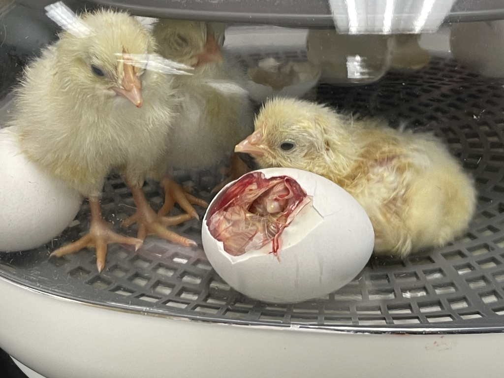 two hatched one working on it