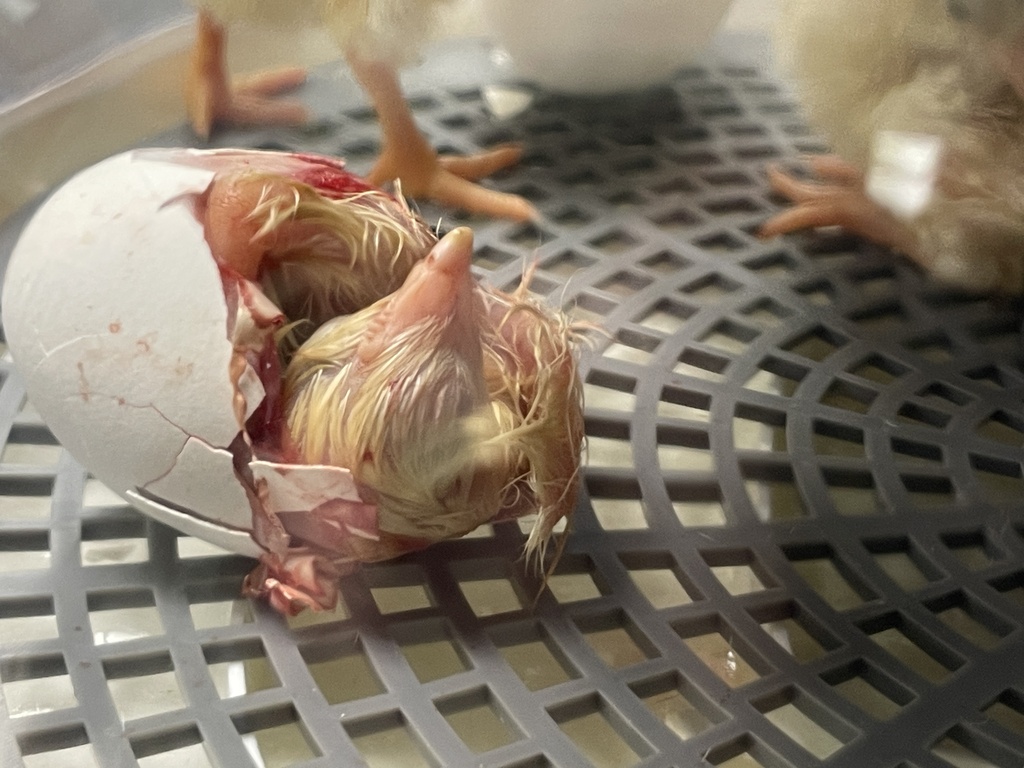 new baby chick