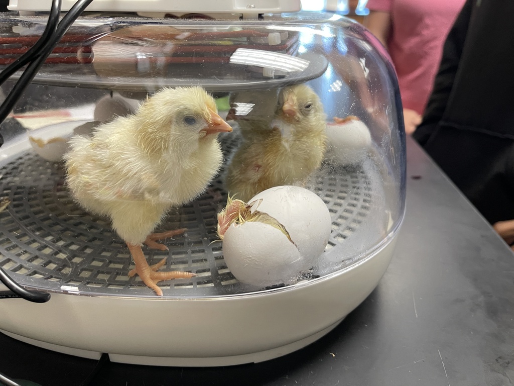chicks hopping around