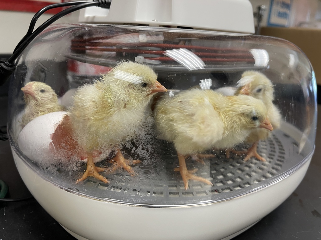 newest members of MLMS...chicks!
