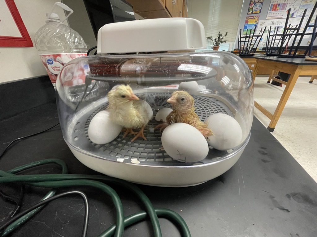 two chicks have hatched