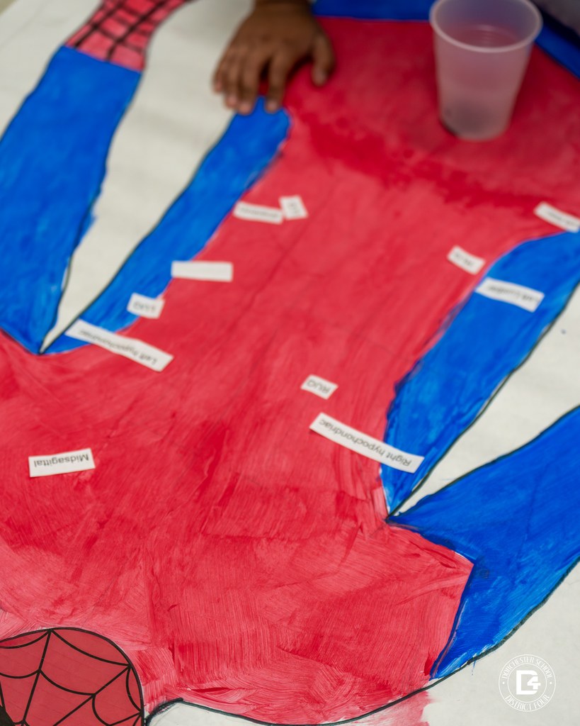A close-up of a poster painted as Spider-Man, with anatomical labels placed on different areas of the body. A student’s hand rests on the poster beside a plastic cup.
