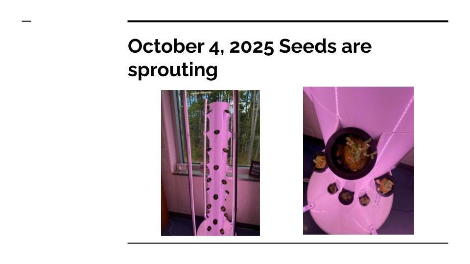 Two close-up photos of the hydroponic tower show young lettuce plants sprouting from seed pods under purple grow lights.