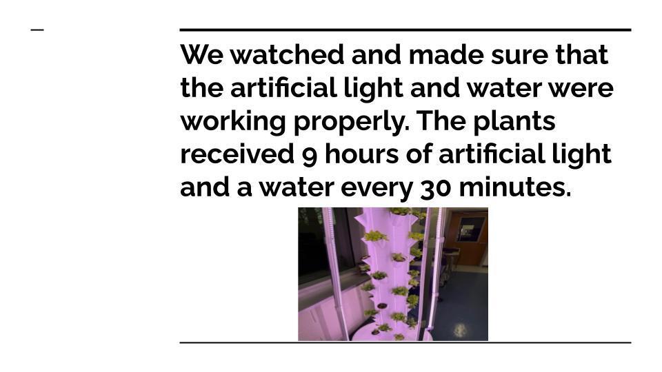 A tall vertical hydroponic tower stands beside a classroom window under purple artificial light. The caption explains that students monitored the artificial light and water systems to ensure proper growth.