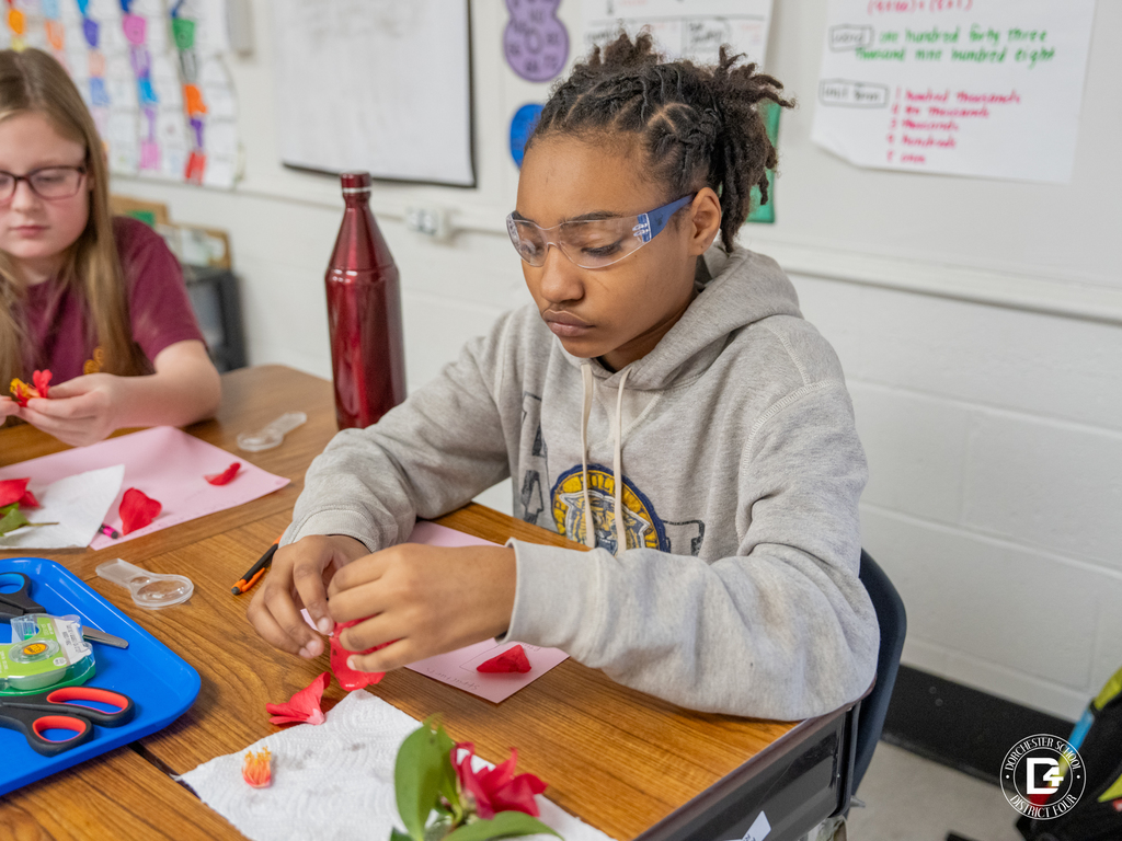 A student concentrates while pulling apart pieces of a flower to study its structure during a hands-on plant anatomy lesson.