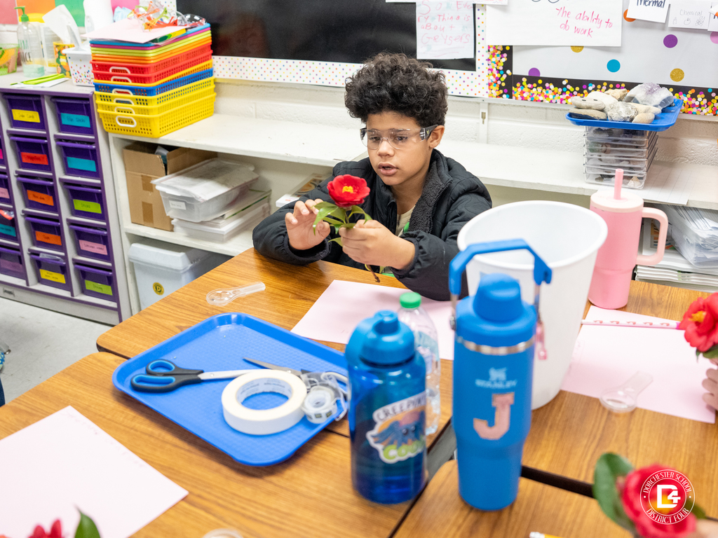 Student wearing safety goggles closely examines a red flower at his desk while preparing to identify its parts during a science lesson in Mrs. Rickborn’s class at Williams Memorial Elementary School.