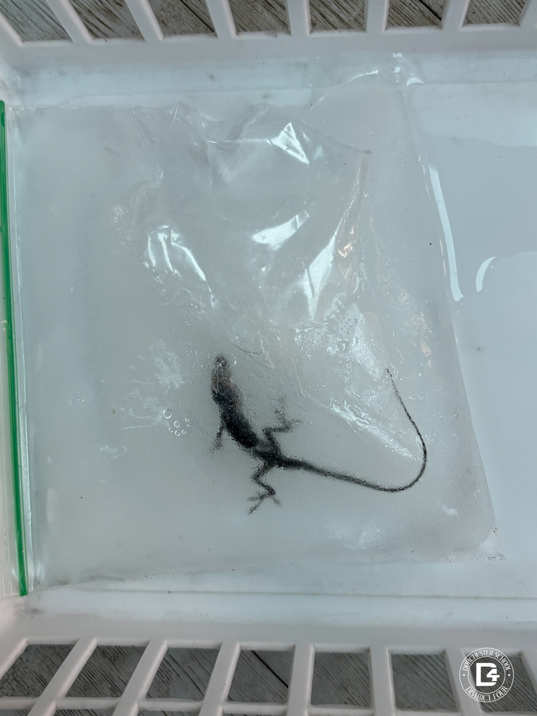 Close-up of a frozen specimen inside a sealed plastic bag, showing a small lizard preserved in ice as part of a classroom fossil exploration activity.