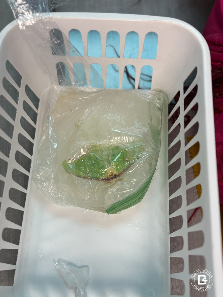 Close-up of a plastic bag containing a frozen leaf sample placed inside a white classroom basket, used for a hands-on fossil study activity.